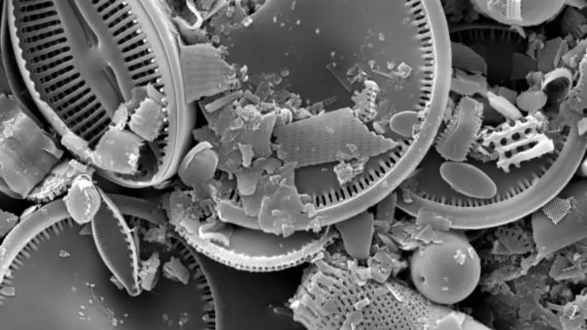 Diatoms from Lake Toskaljarvi, Finland