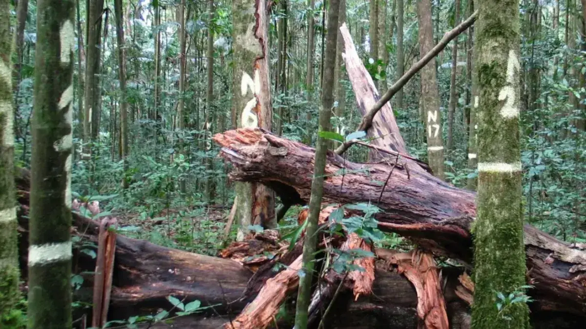 View through Australia’s relict tropical rainforest- individual trees are painted with identification numbers and dead trees lie on the ground. Credit: Andrew Ford