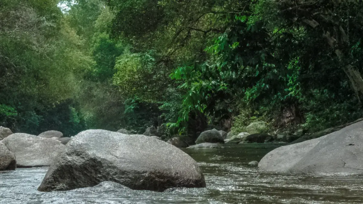 Geos-RG-LandSurfaceDynamics- River-rocks-and-trees