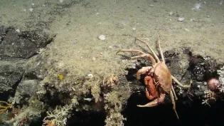 Crab pair descending drop-off, surrounded by coral and sponge species in Scotland’s deep sea. Location: Rosemary Bank Seamount, ~800 m. Credit: NERC funded Deep Links Project
