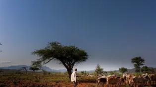 Image of pastoralist herding cattle in East African Drylands