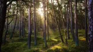 Image of a forest with sunlight breaking through
