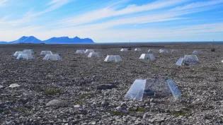 A field of lichens in plexiglass enclosures to simulate warmer conditions