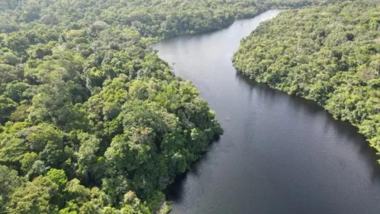 Image of the Amazon rainforest