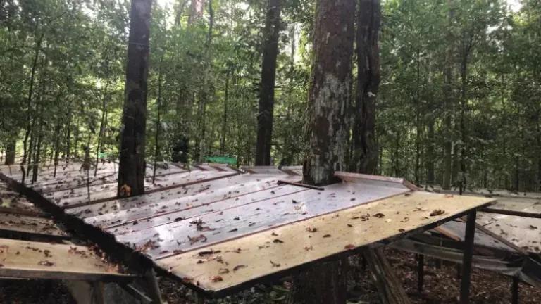 Amazon Rainforest reflective panels 