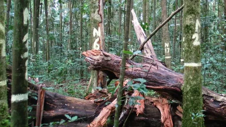 View through Australia’s relict tropical rainforest- individual trees are painted with identification numbers and dead trees lie on the ground. Credit: Andrew Ford