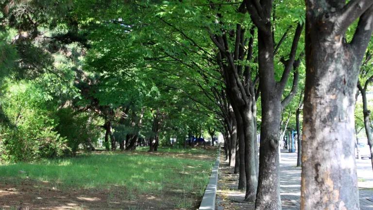 Image of trees in a city