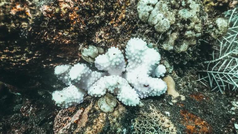 Image of coral bleaching