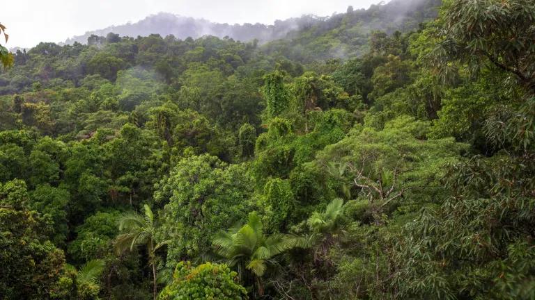 View of the tropical jungle from the top of the tower at the Daintree Discovery Centre in Australia.