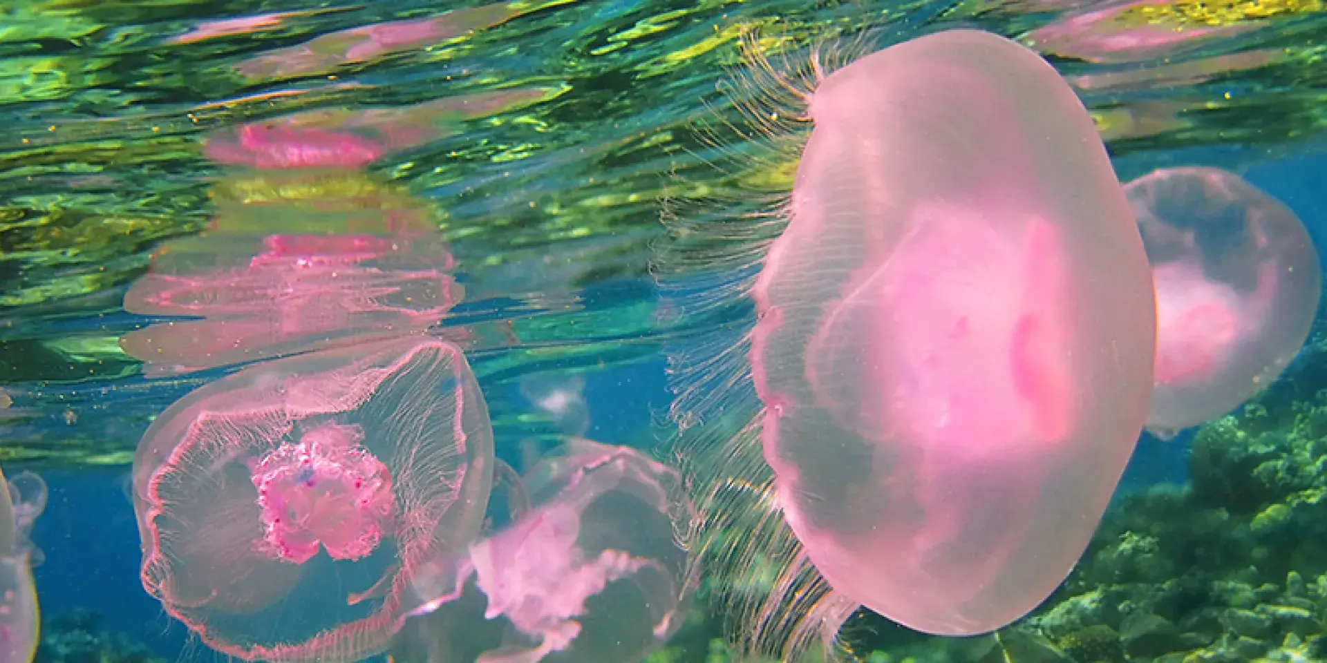 geos-general-getty-marine oceans jellyfish