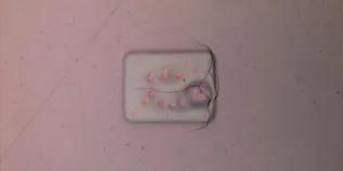 An example of e-beam damage to epoxy resin