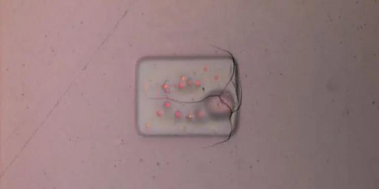 An example of e-beam damage to epoxy resin