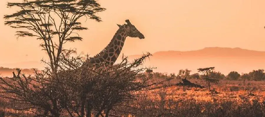 Academics to undertake research with NGO on African reforestation and community forest management