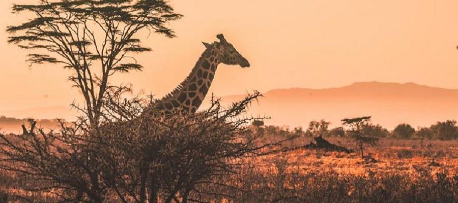 Academics to undertake research with NGO on African reforestation and community forest management