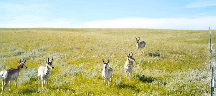 Wildlife-friendly fencing may be used to improve habitat connectivity