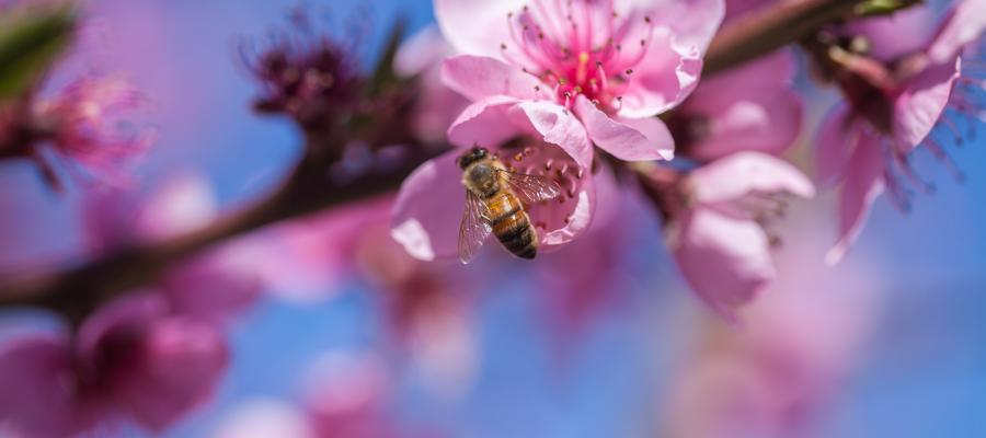 A bee collected pollen from pink flowers