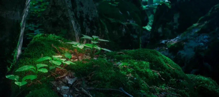 Why study Environmental Protection and Management at Edinburgh?
