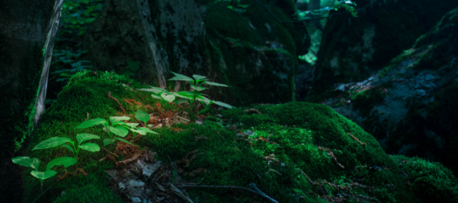 Why study Environmental Protection and Management at Edinburgh?