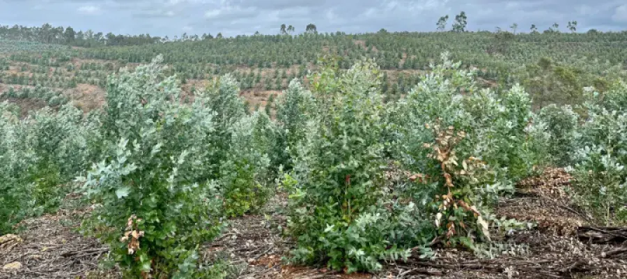 Photograph of the Portuguese landscape from the Soils and Sustainability field trip