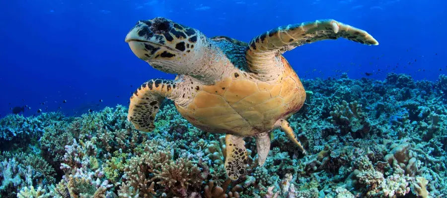 A Turtle swimming above a coral reef
