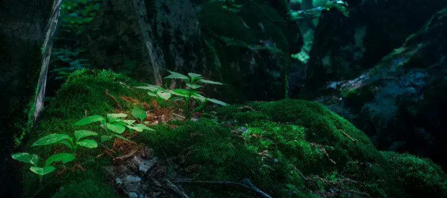 geos-general-unsplash close-up forest