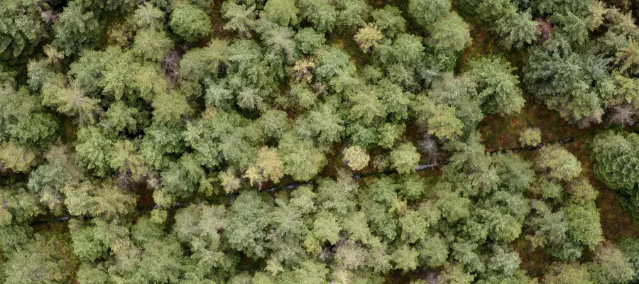geos-facilities-airborne AGF Griffin Forest