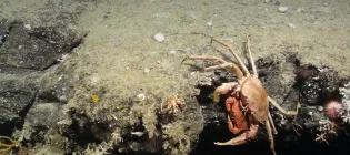 Crab pair descending drop-off, surrounded by coral and sponge species in Scotland’s deep sea. Location: Rosemary Bank Seamount, ~800 m. Credit: NERC funded Deep Links Project