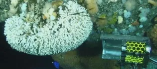A close-up of the remotely-operated robot dislodging the coral from the rig