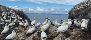 The gannet colony resting on Bass Rock