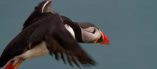 Image of a puffin in flight