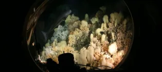 Cold-water coral reef viewed through window