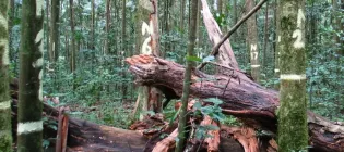 View through Australia’s relict tropical rainforest- individual trees are painted with identification numbers and dead trees lie on the ground. Credit: Andrew Ford