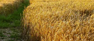 Image of a field in the sun