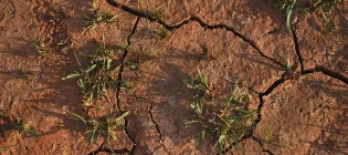 Vegetation surrounded by dry soil