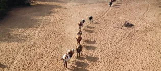 Image of livestock in East African Drylands