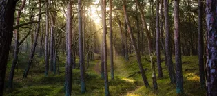 Image of a forest with sunlight breaking through