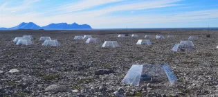 A field of lichens in plexiglass enclosures to simulate warmer conditions