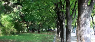 Image of trees in a city