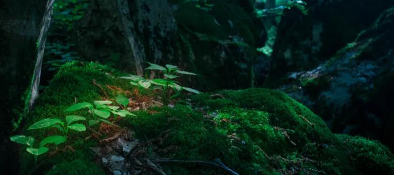 geos-general-unsplash close-up forest