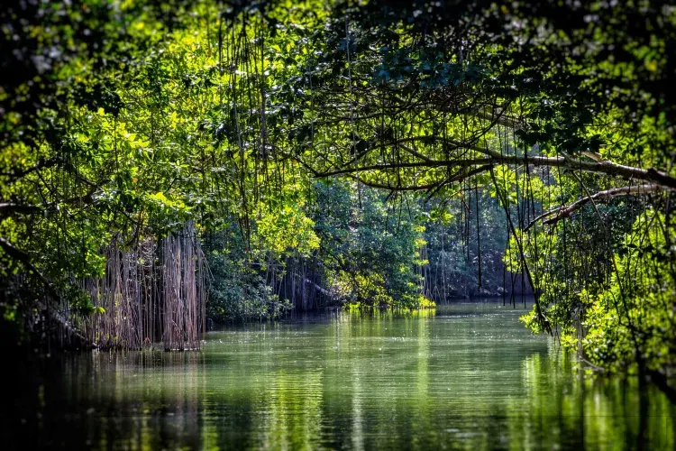 Light-dappled tree canopy hanging over a river