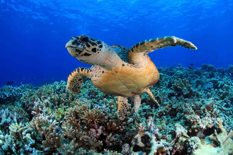 A Turtle swimming above a coral reef