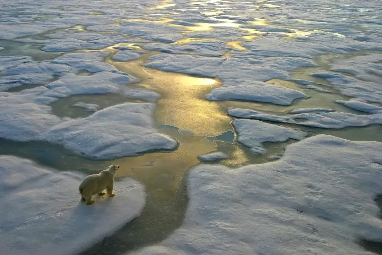 Polar bear on a fractured, partially melted ice sheet