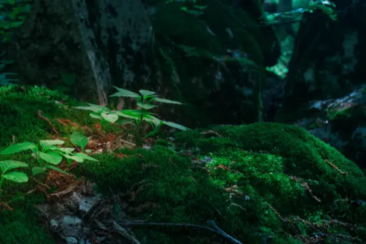 geos-general-unsplash close-up forest