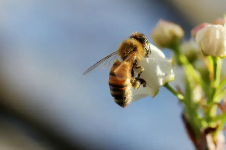 A bee collecting pollen from a flower