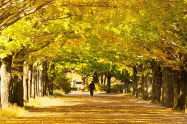 Environment, Culture and Society logo