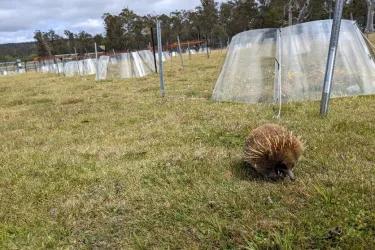 A wild Echidna sits on the grass in front of the warming chambers