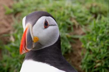 Image of a puffin