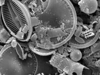 Diatoms from Lake Toskaljarvi, Finland