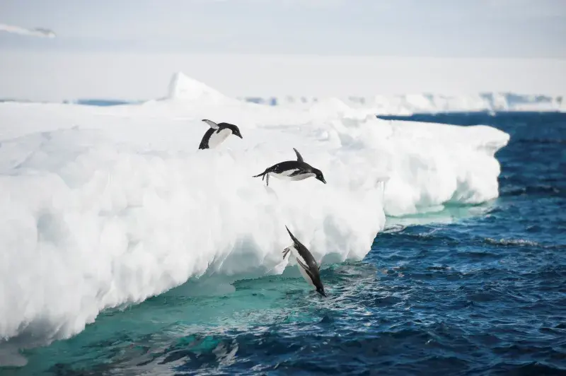 Penguins jumping off an iceberg and into the ocean