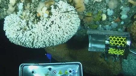 A close-up of the remotely-operated robot dislodging the coral from the rig